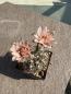 Preview: Gymnocalycium poeschlii